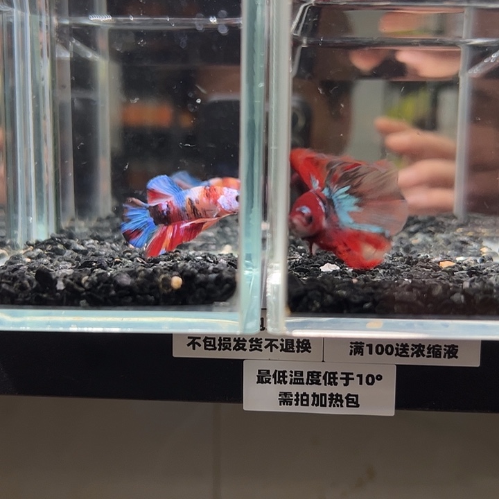 斗鱼竞拍跑单10日71+93