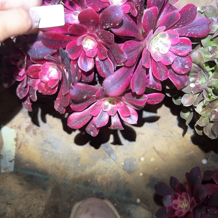 M****磊美杜莎多肉一物一拍28