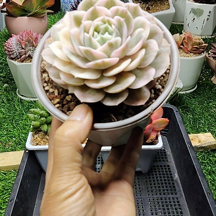 锦安多肉植物57号