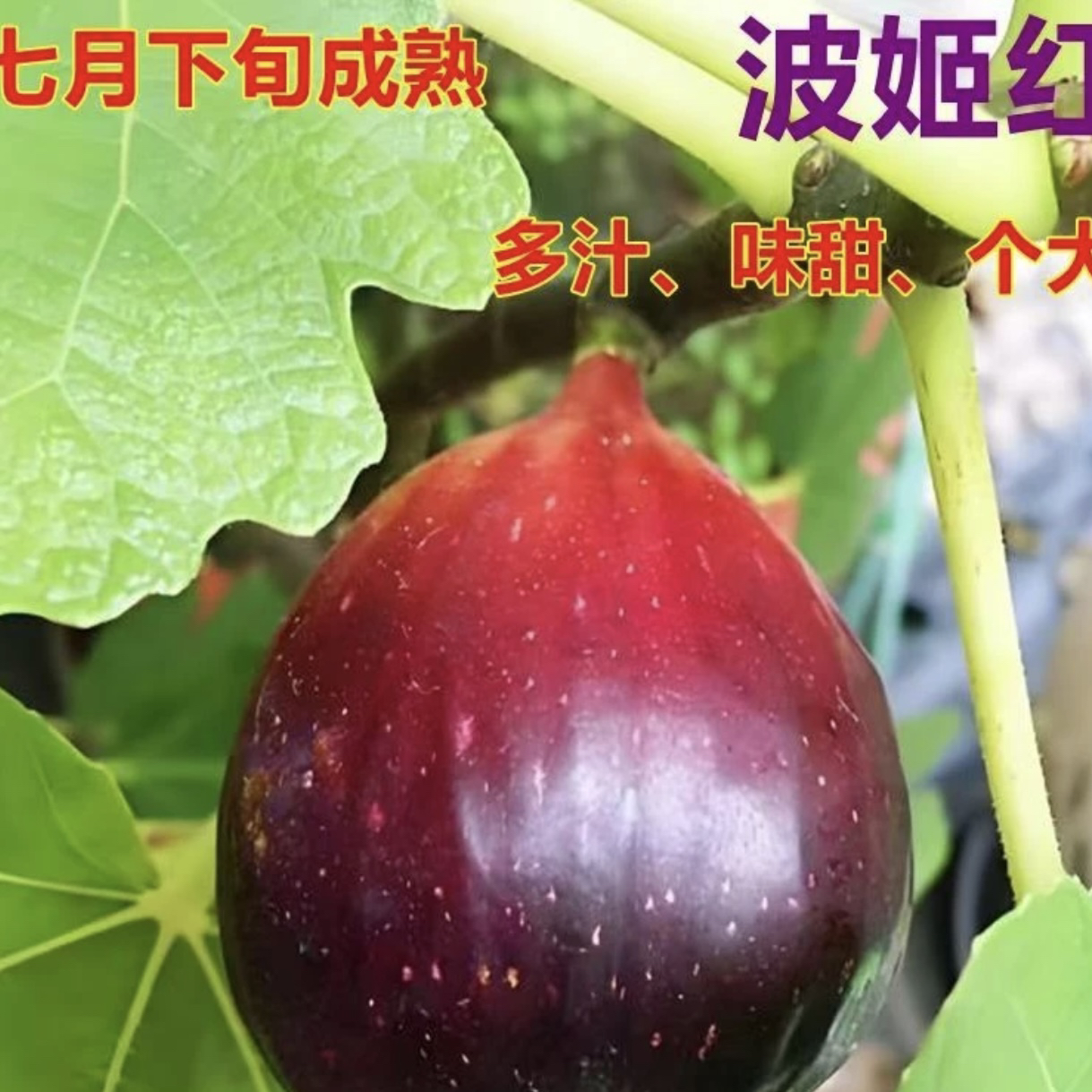 【无花果波姬红】果树盆栽当年结果南北方种植原盆原土【带青果发货】