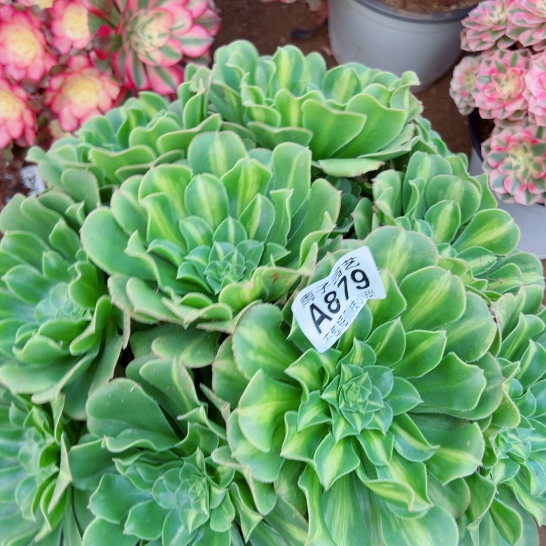 琉璃翡翠多肉植物879号
