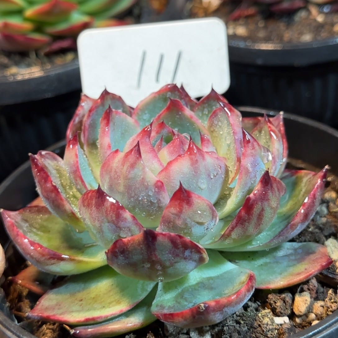 花脸拉丝惊鸿一物一拍包装收缩花旱111