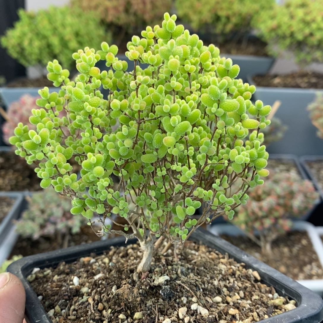 623蜜橘糖球开播特