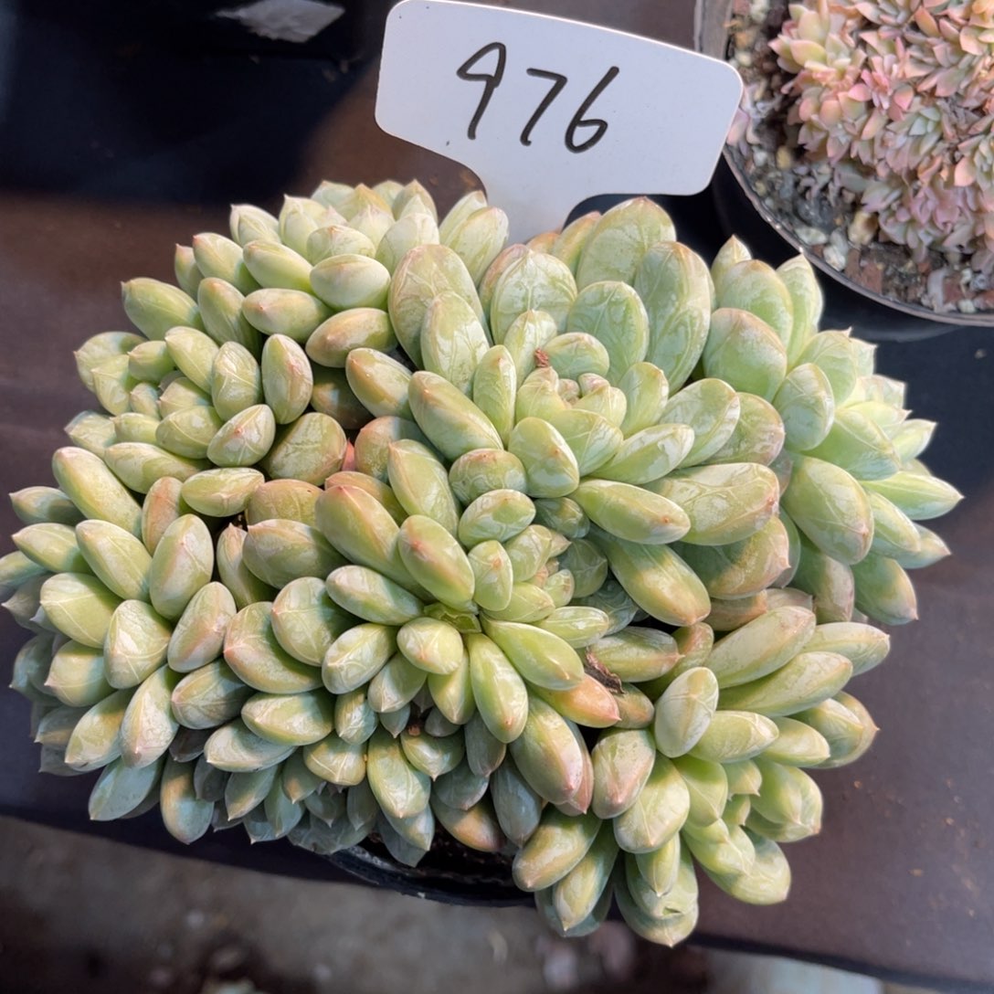 老阿姨一物一拍976