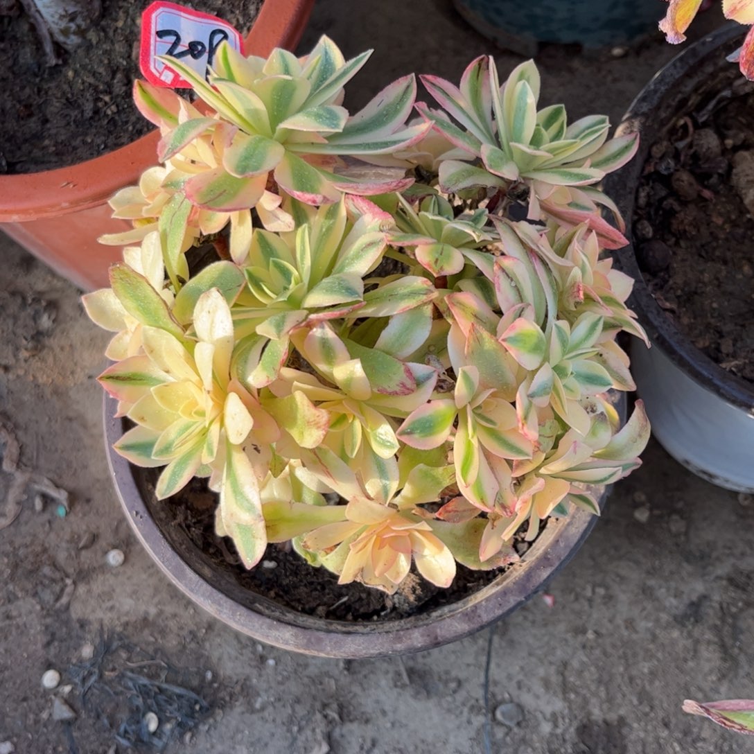 209多肉植物荷花有点瑕疵17厘米