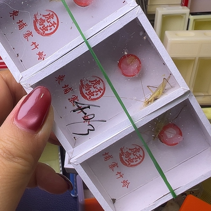 柬埔寨短须哈哈哈哈哈哈哈