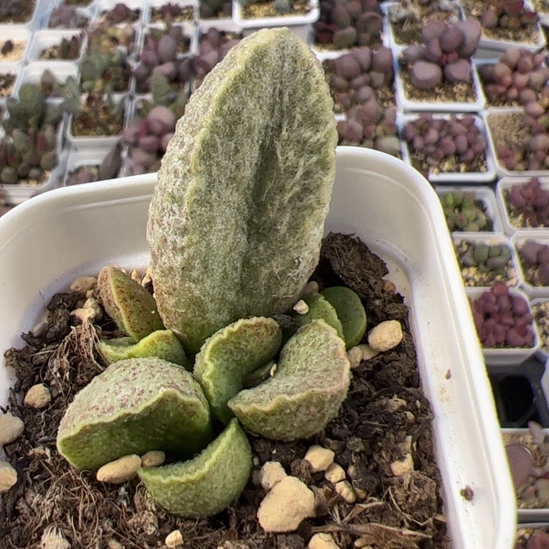 绿爽猪肝大苗多肉植物水泡