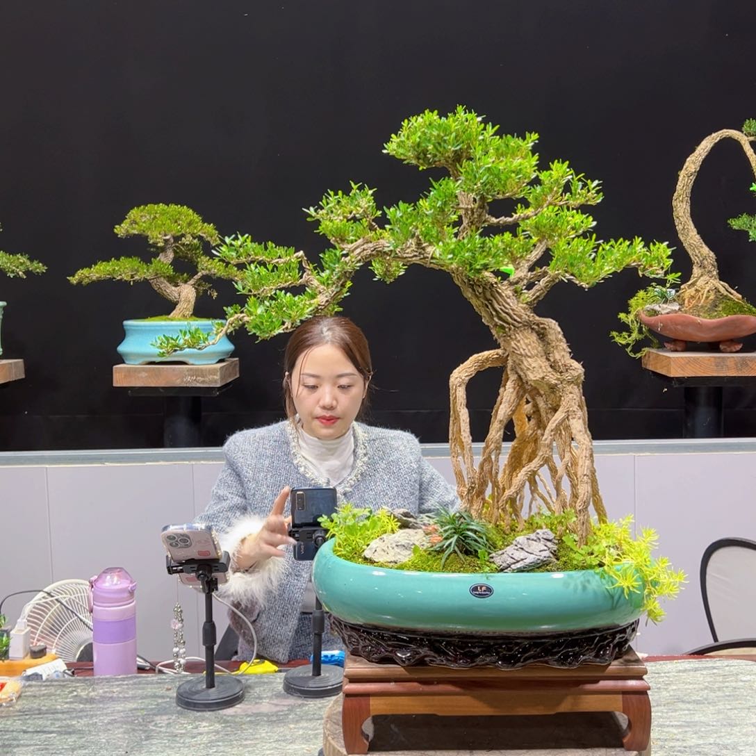 绿植黄杨盆景盆景