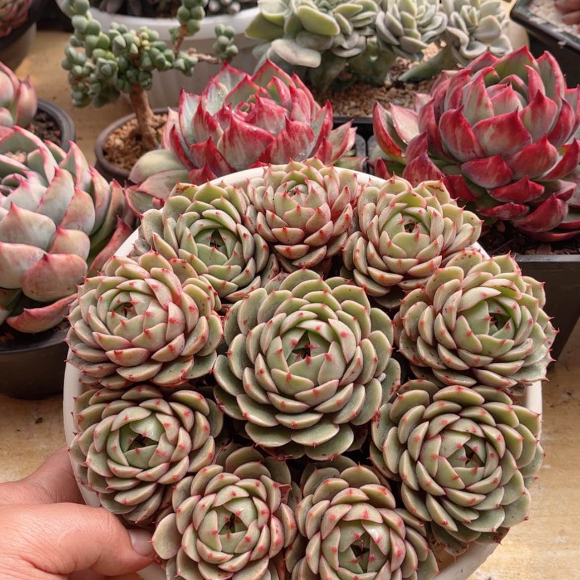 【闪购商品】2577笨吧