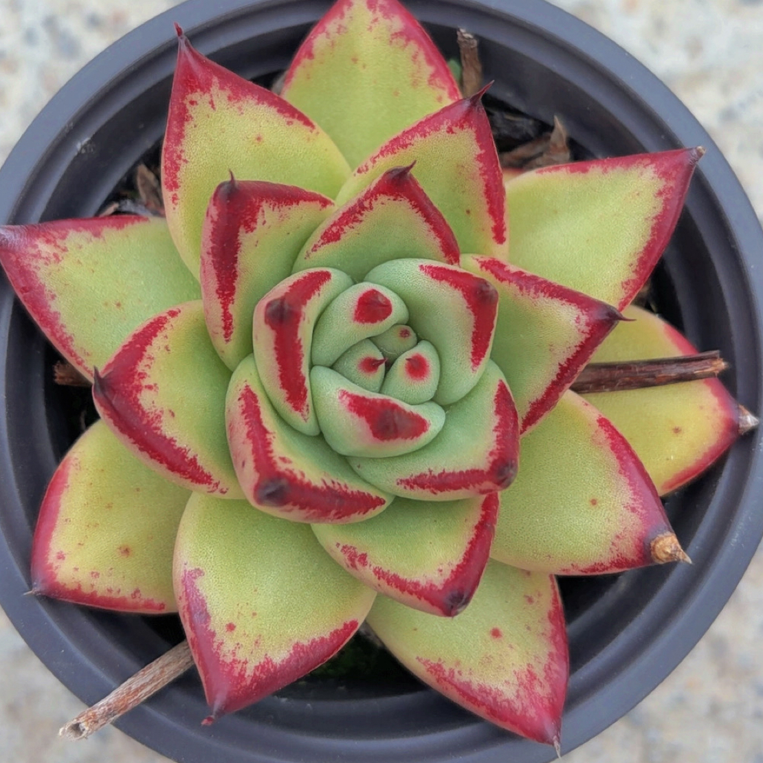 多肉乌木（满12.9包邮）