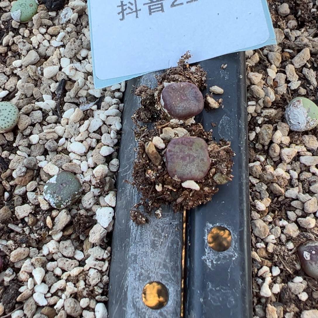 21-03量拍园艺紫方碗5颗