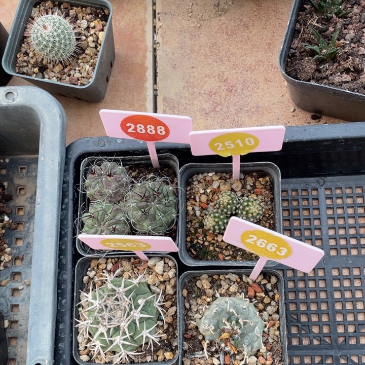 被***宙实生四棵2888-2510-2563-2663000