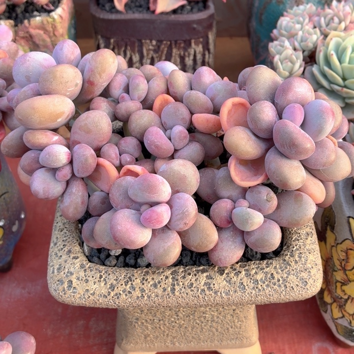 多肉植物 桃蛋一物一拍-4