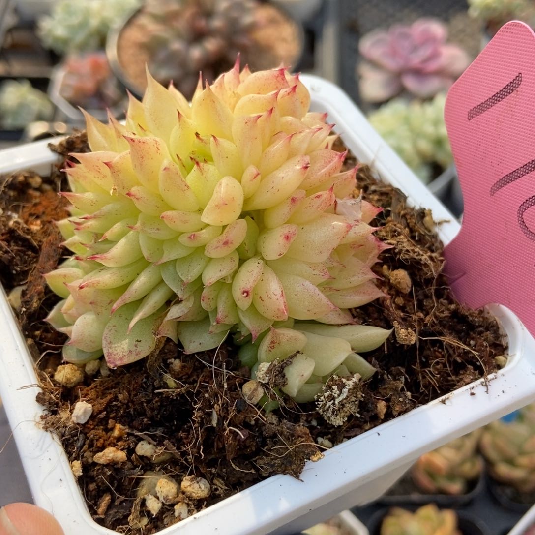 1763麦秆多肉植物保护