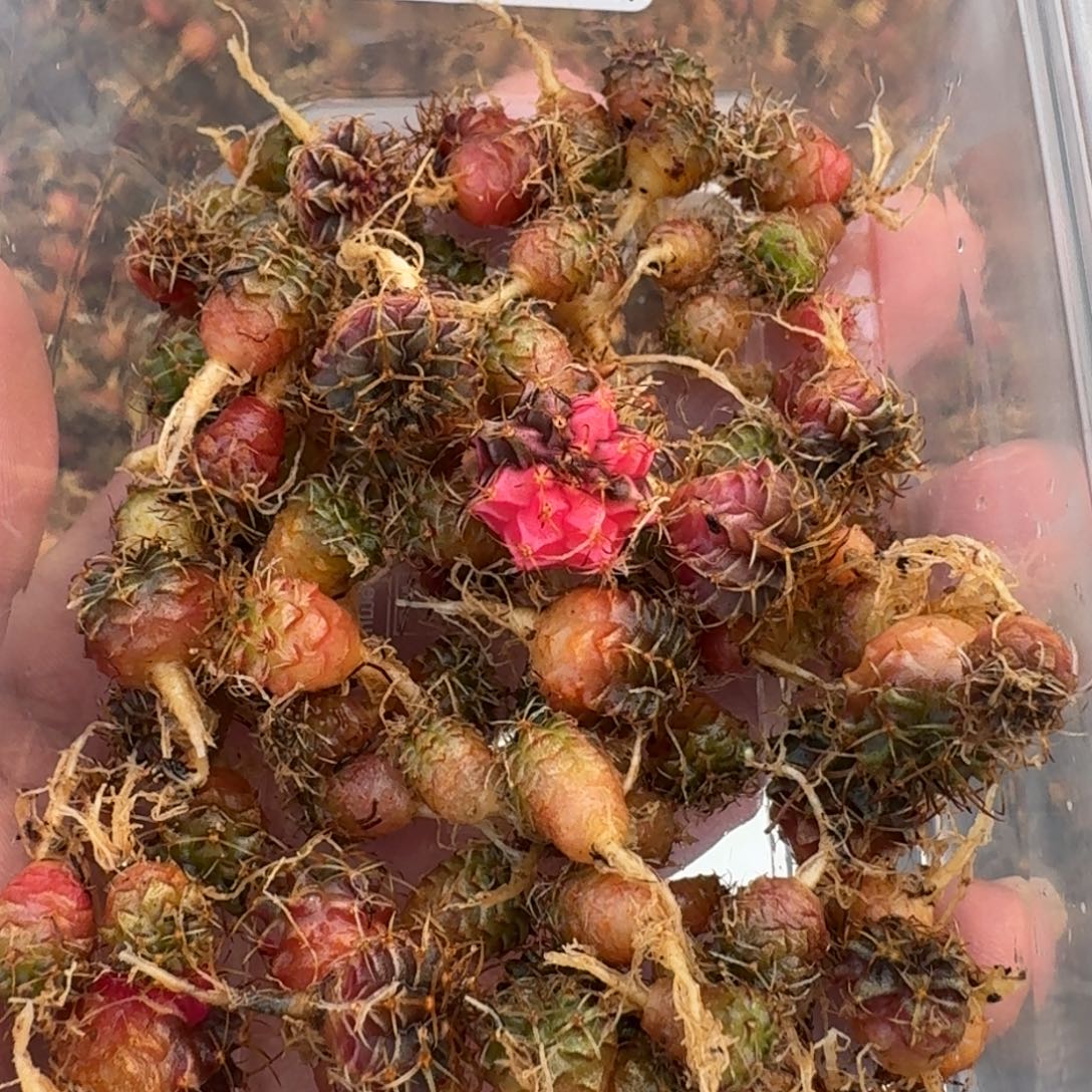 米哈实生自然锦练手球50颗左右160