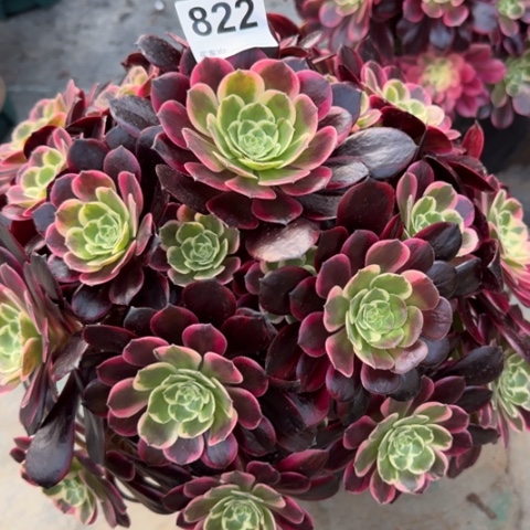 822金丝雀35厘米左右