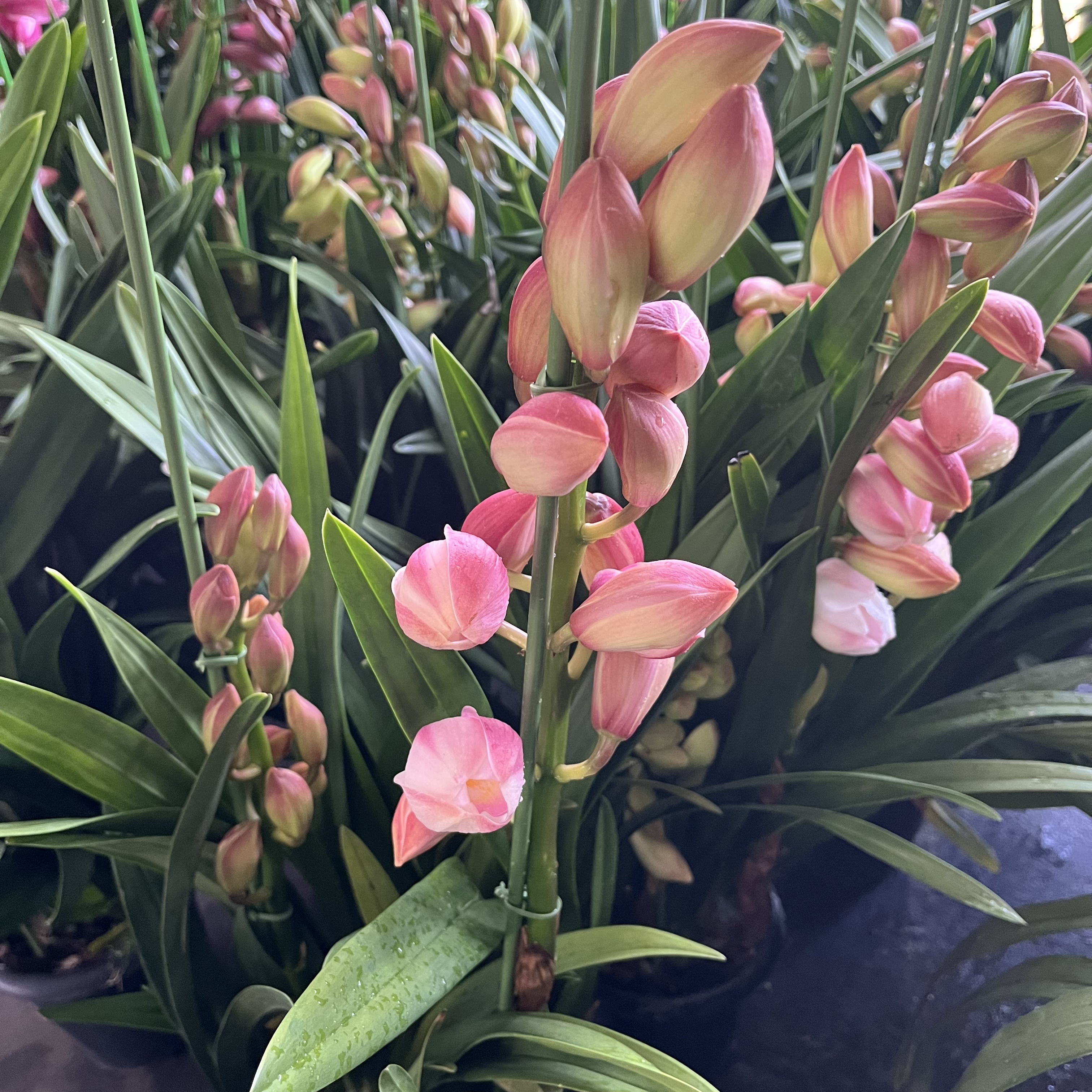 【六朝金粉】精品粉色大花蕙兰室内装饰盆栽花卉兰花盆栽客厅