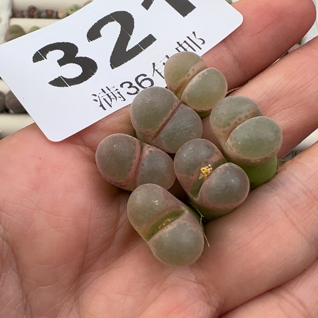 12.20好看的多肉脱土发货？321