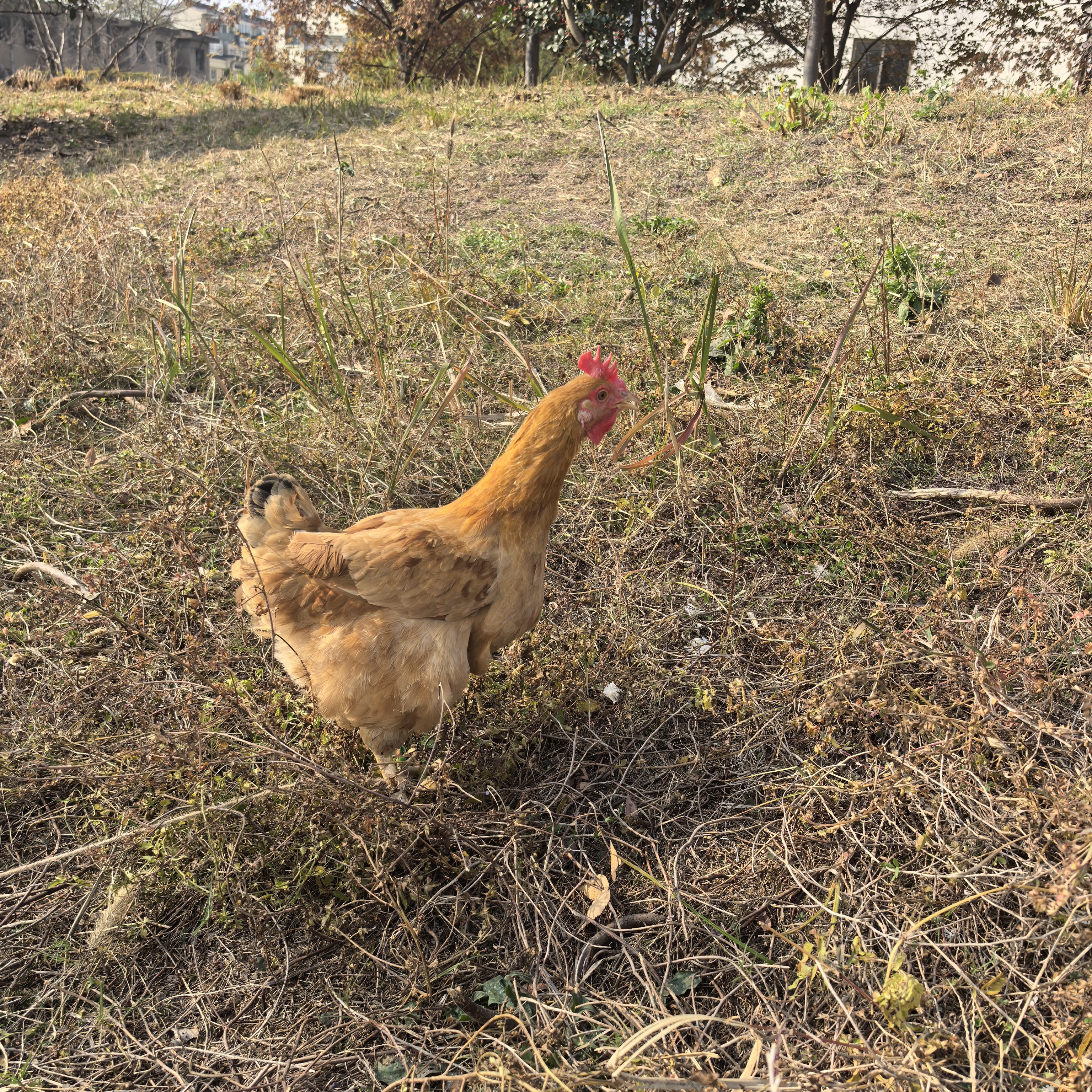 正宗农村散养1-3年土老母鸡五谷杂粮喂养（活发，杀好）直播间称斤改价