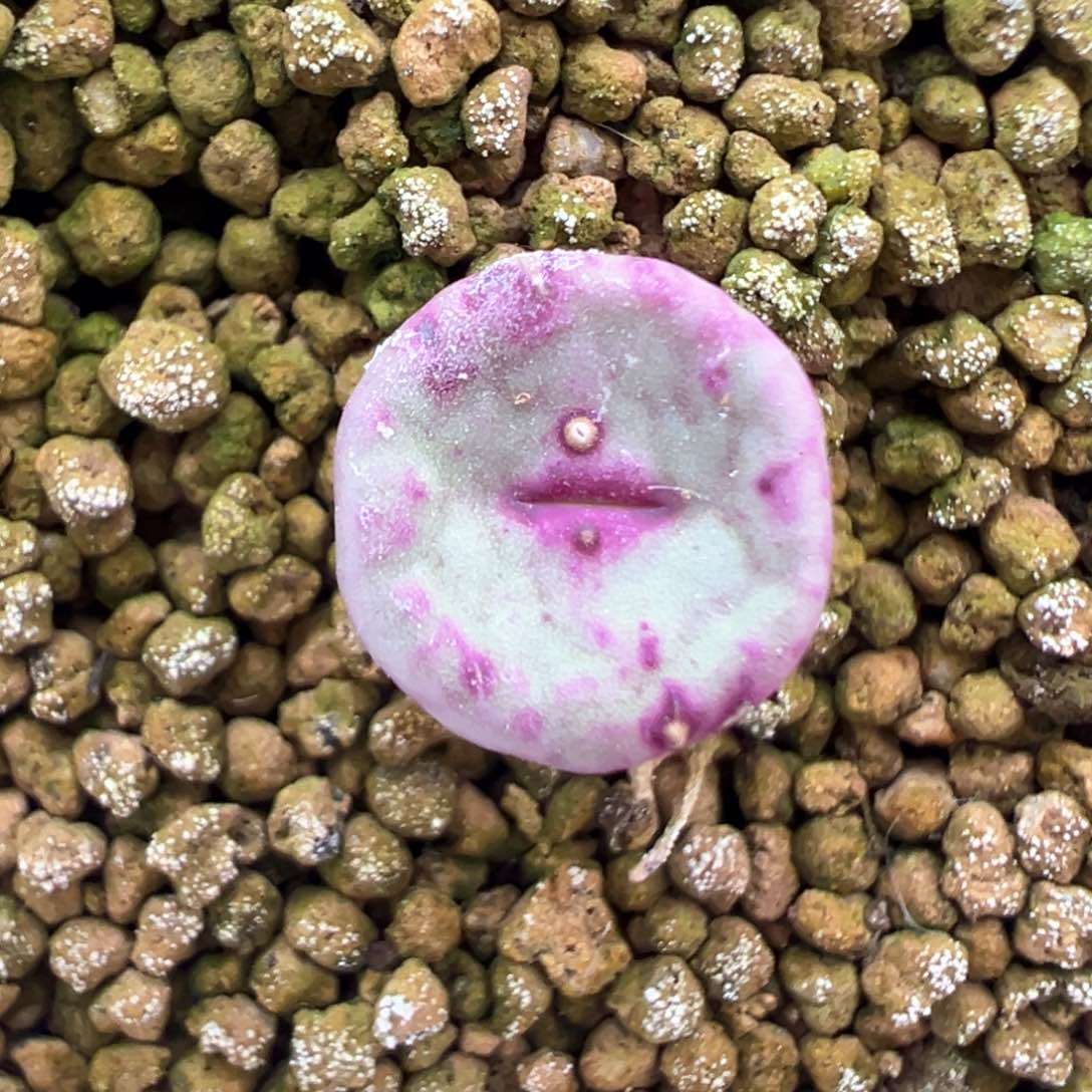 449号se开播福利。    