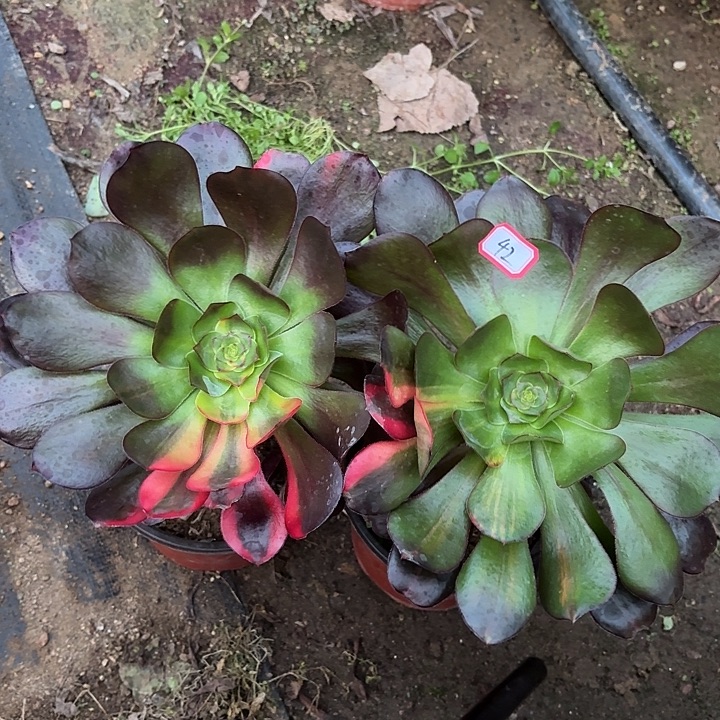 巫毒七彩两个42多肉植物