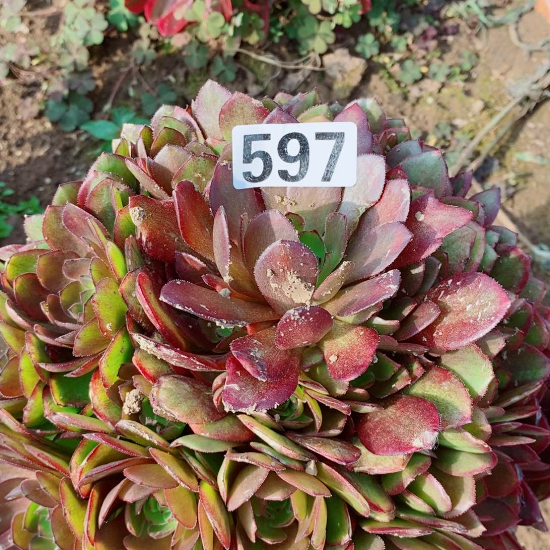 桃花石清棚处理597