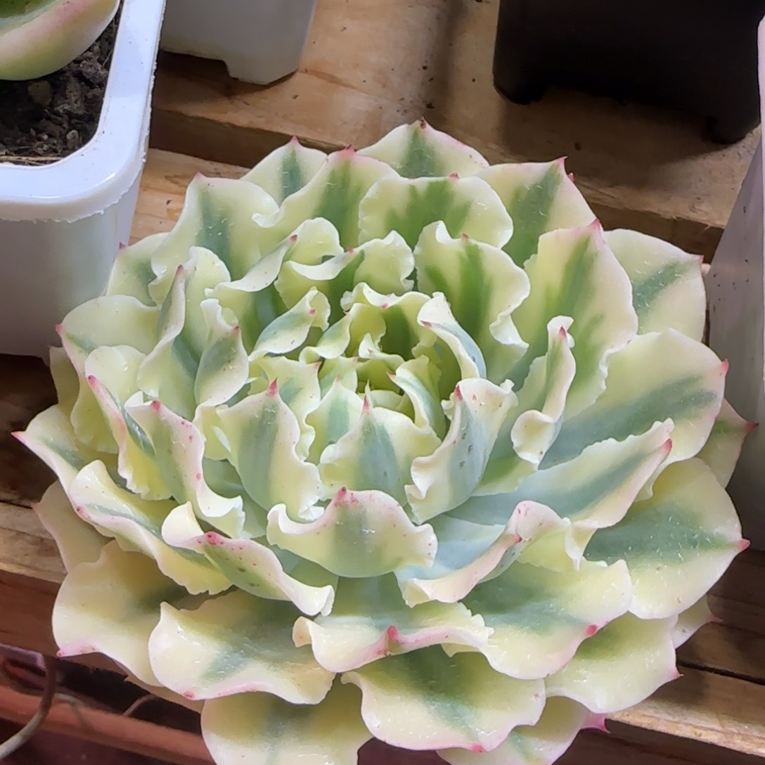 海啸锦 多肉植物