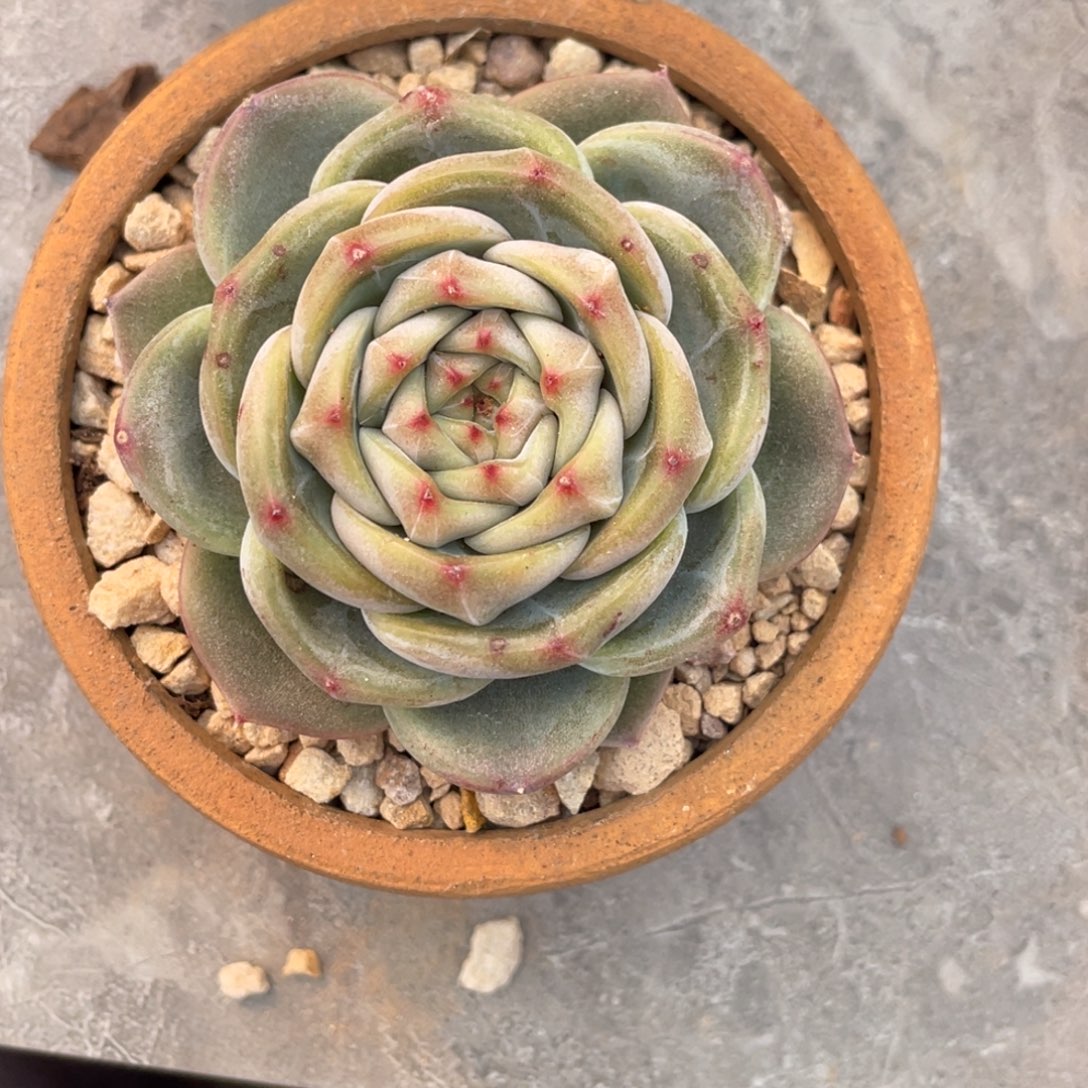 蓝水鬼单头6公分公分