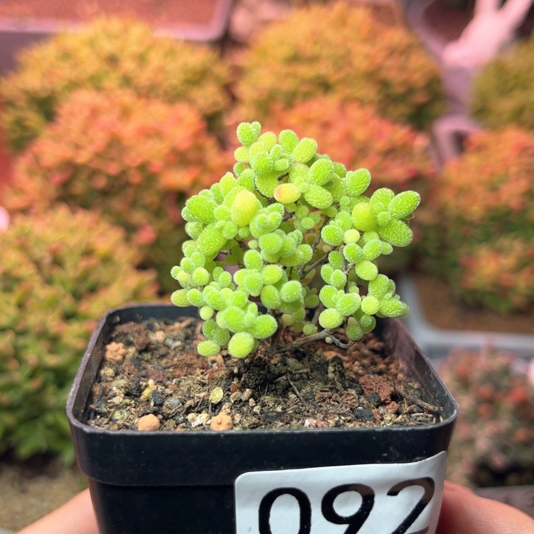 092蜜桔可爱多肉植物