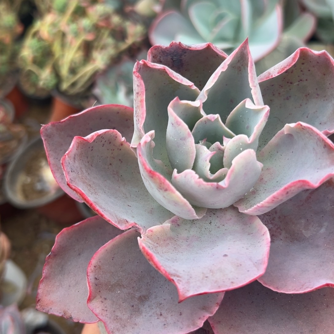 多肉植物多肉植物