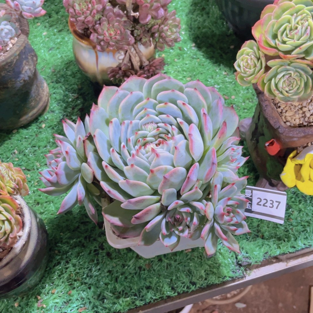 吉娃娃多肉植物2237