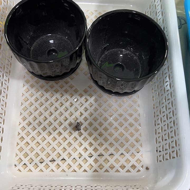 微瑕陶瓷花盆满9.9发