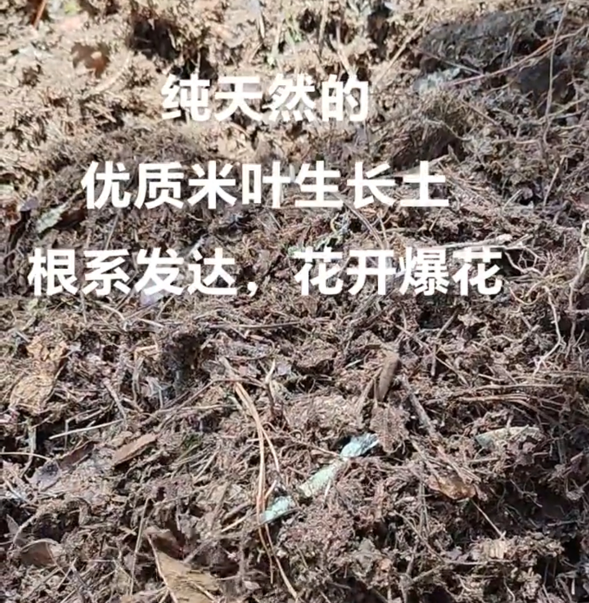 纯天然优质米叶五翅莓生长土（根系发达，爆花爆果）