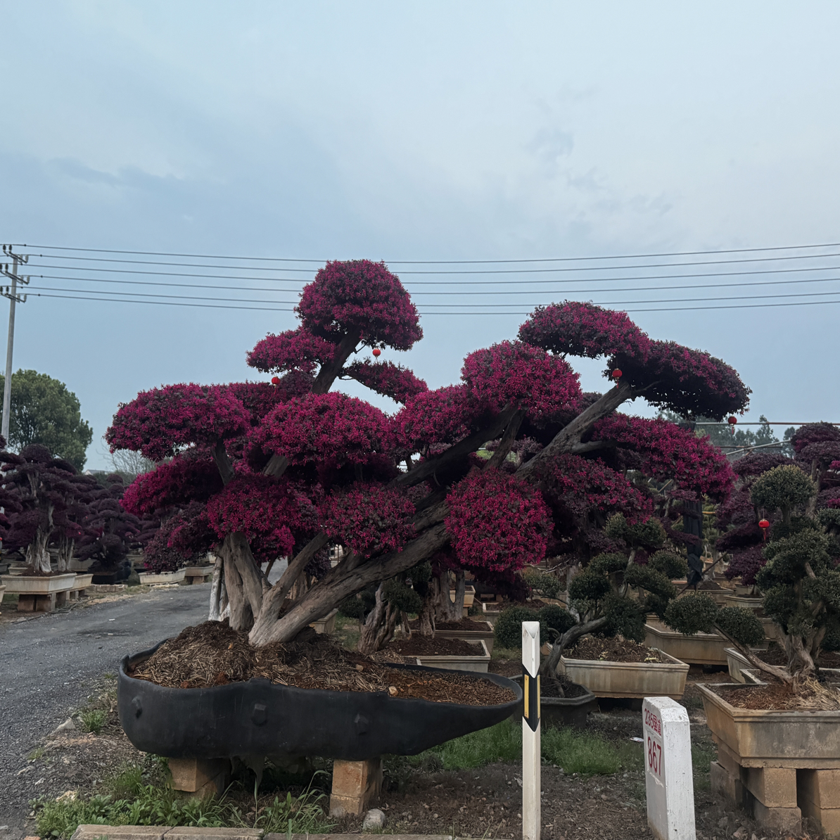红花继木一物一拍