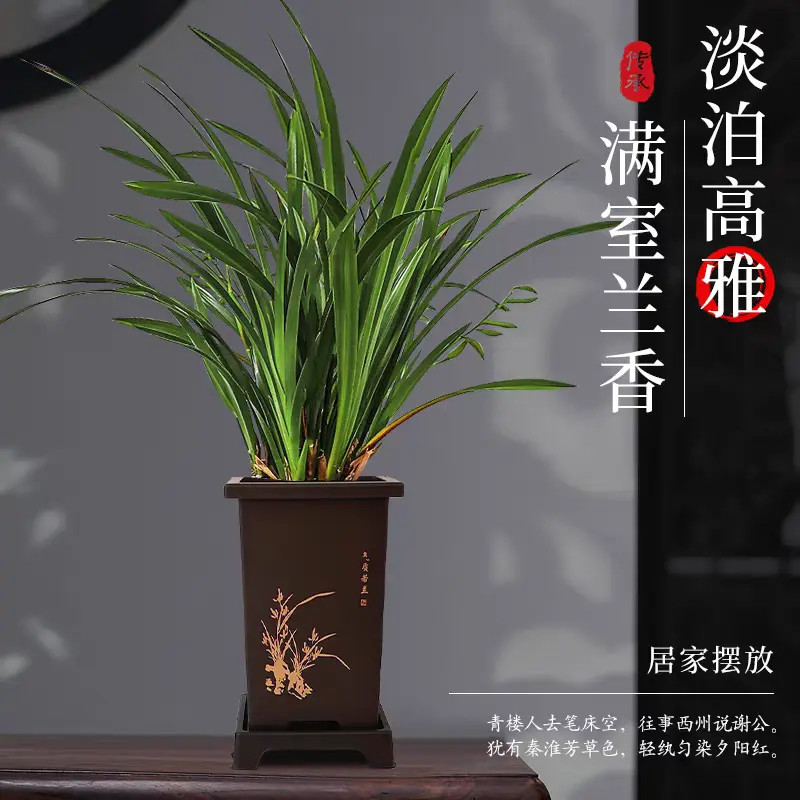 墨兰【8-12苗】室内花卉墨兰盆栽四季常青好养活