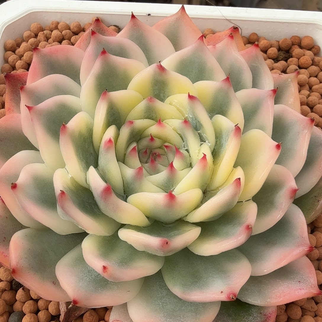 吉娃娃锦，多肉植物