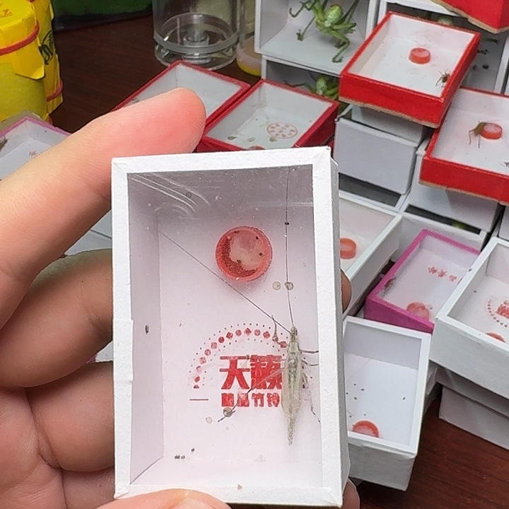 大***拉蟋蟀紫竹蛉1只。     