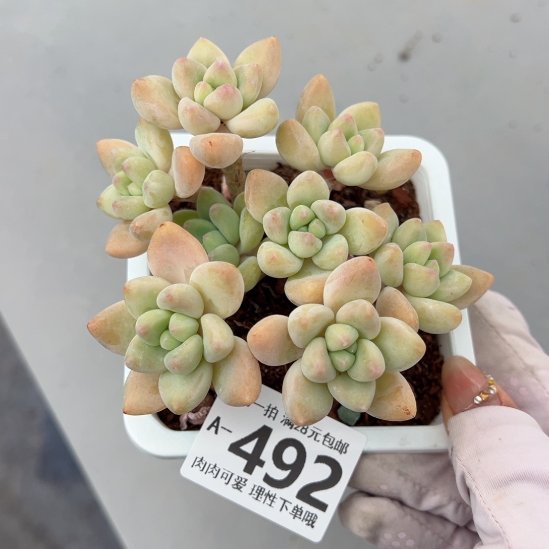 奶酪蛋糕多肉多肉多肉多肉多肉