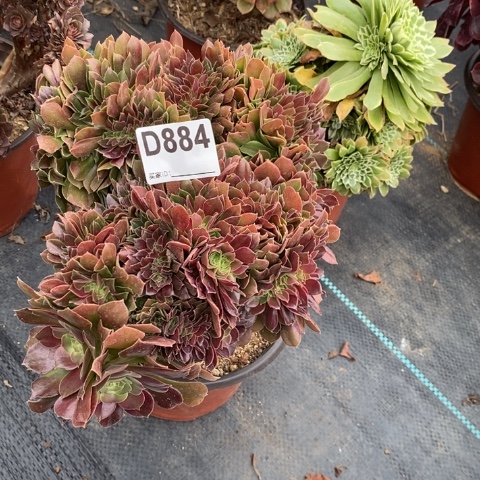 玫瑰缀多肉植物法师不包损