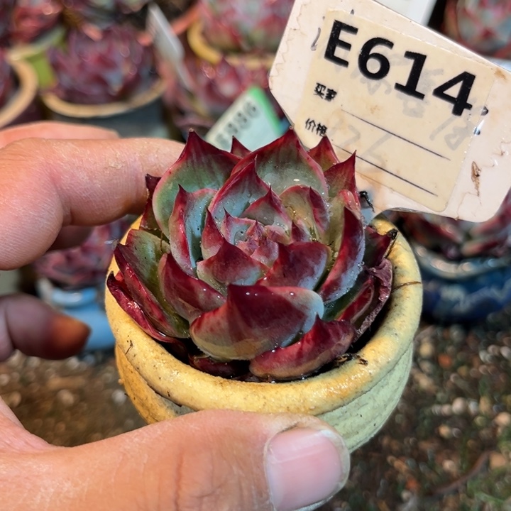 惊鸿一瞥614号多肉植物