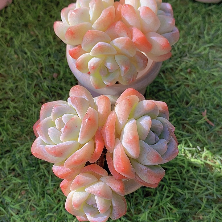 一物一拍，福利老庄2颗冰玉群