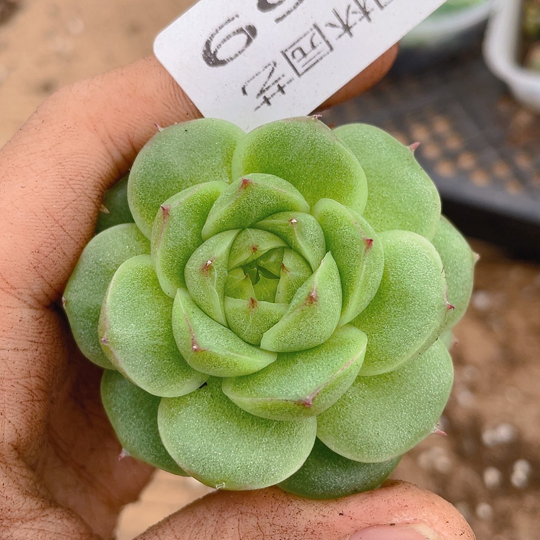 多肉植物多肉植物469
