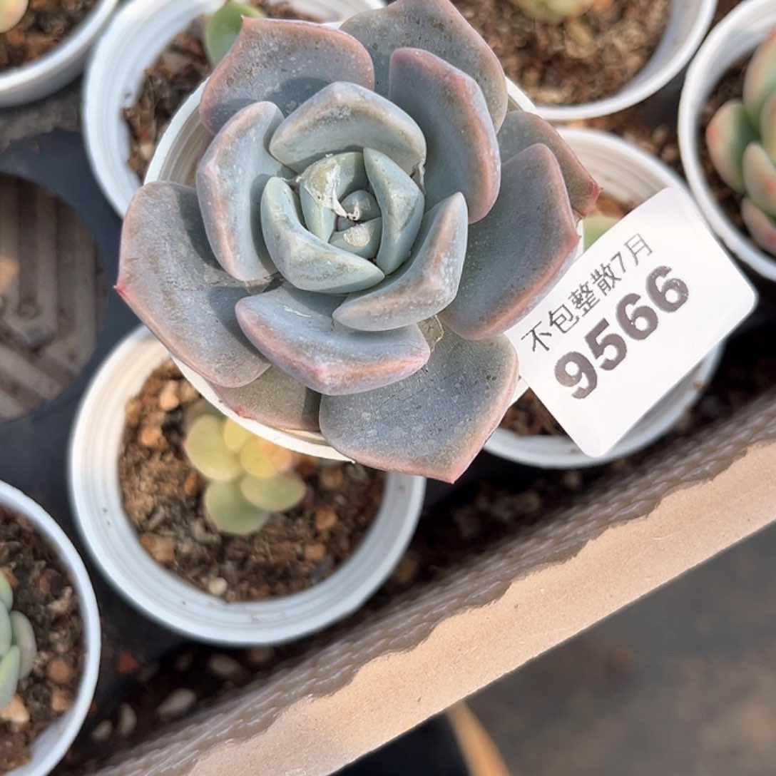 L***e阿雅园艺。      9566露娜莲杂