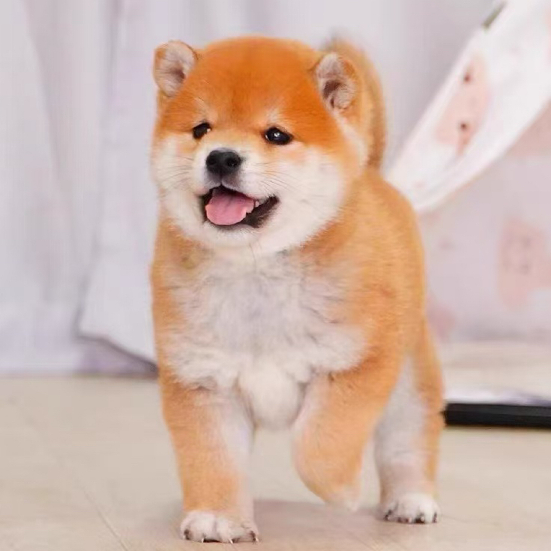 柴犬幼犬宠物活体