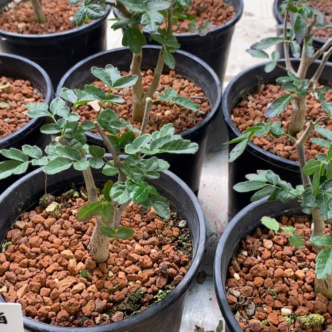 入门级【滔天橄榄】实生带盆