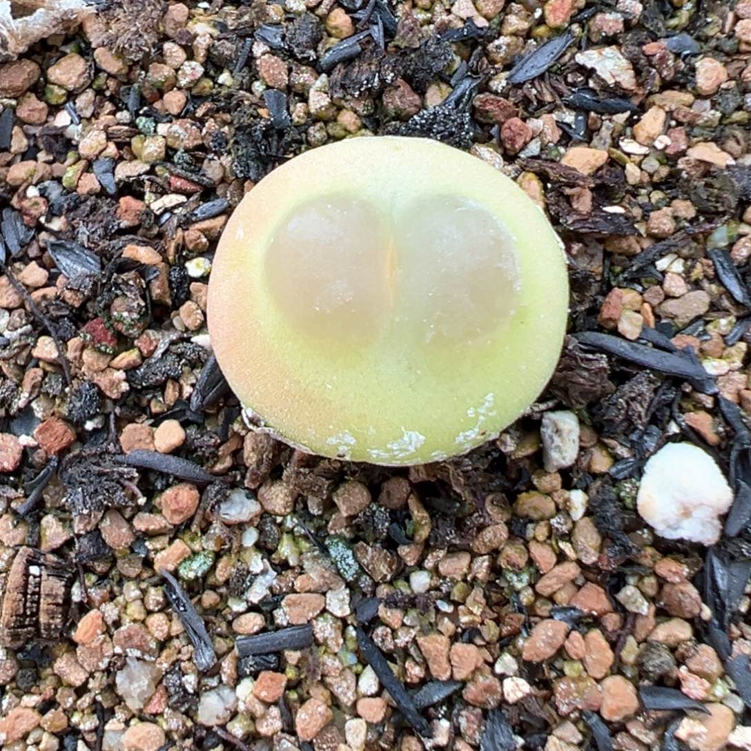 可爱型拉登 肉锥植物