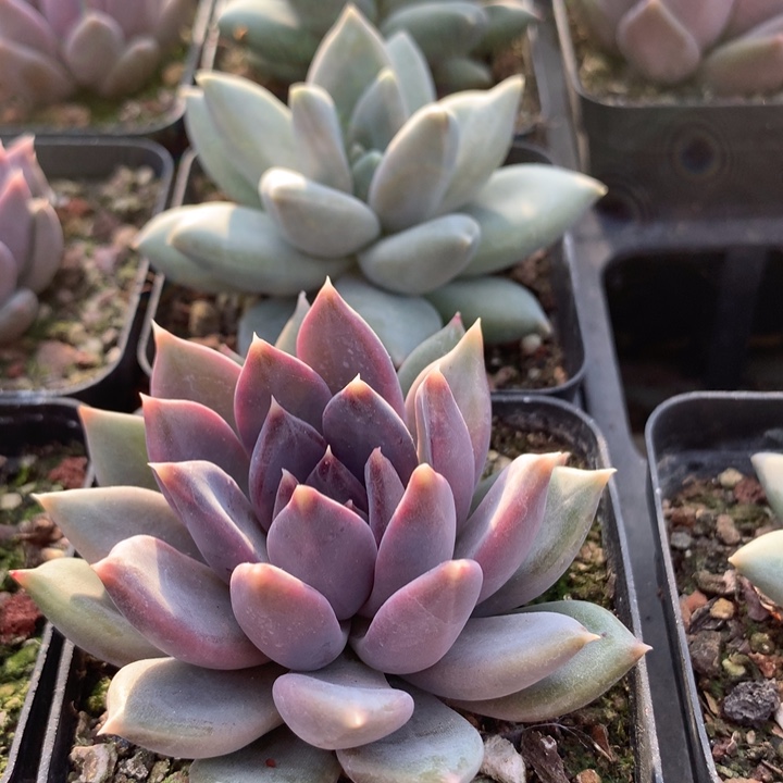 紫体天空之城单头