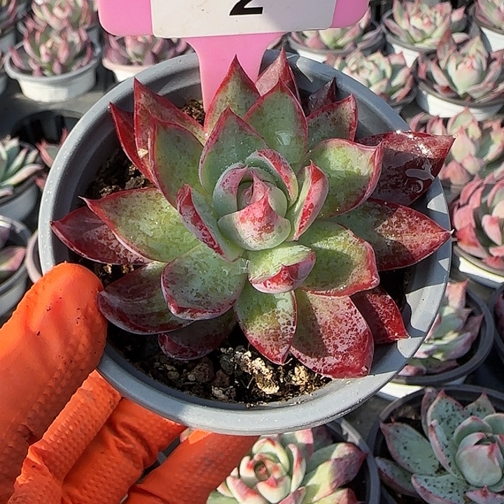 2 惊鸿仙子多肉植物7-9cm