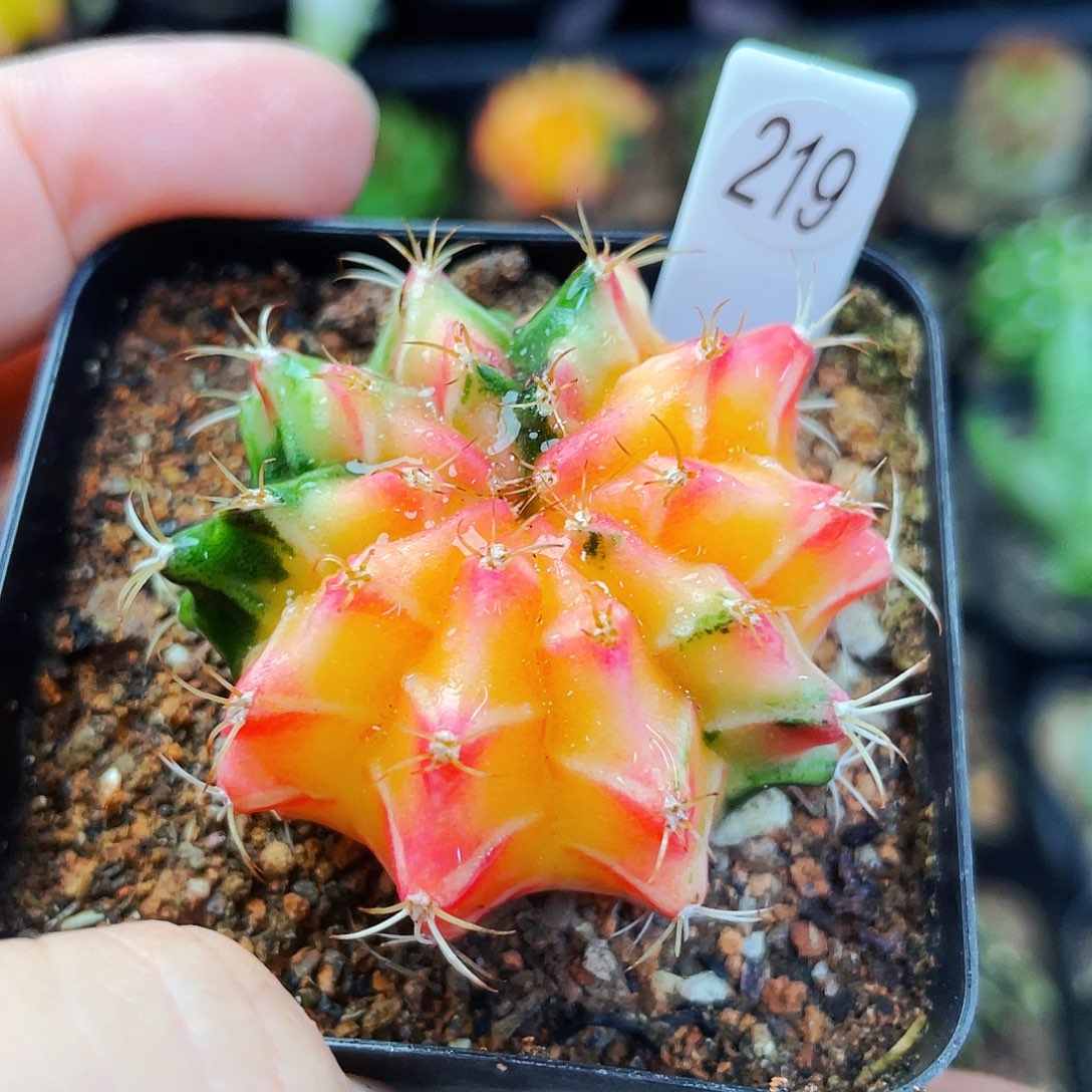 非偏远地区满25包邮仙人球裸根