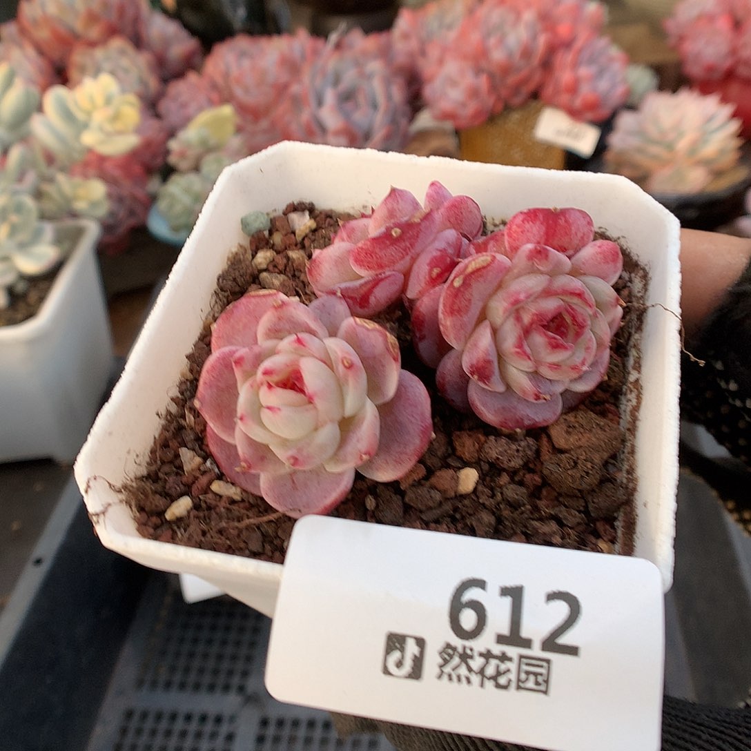 612天鹅绒多肉植物66666
